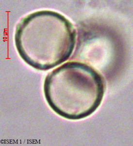 ISEM 1/Acalypha_arvensis_47251/Acalypha_arvensis_47251_0001(copy)_thumb.jpg